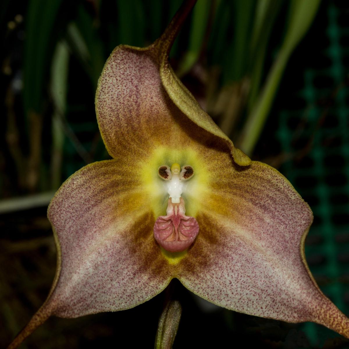 Brown Dracula Flower Seeds for Planting Heirloom, Non-GMO, High Germination Garden Seeds