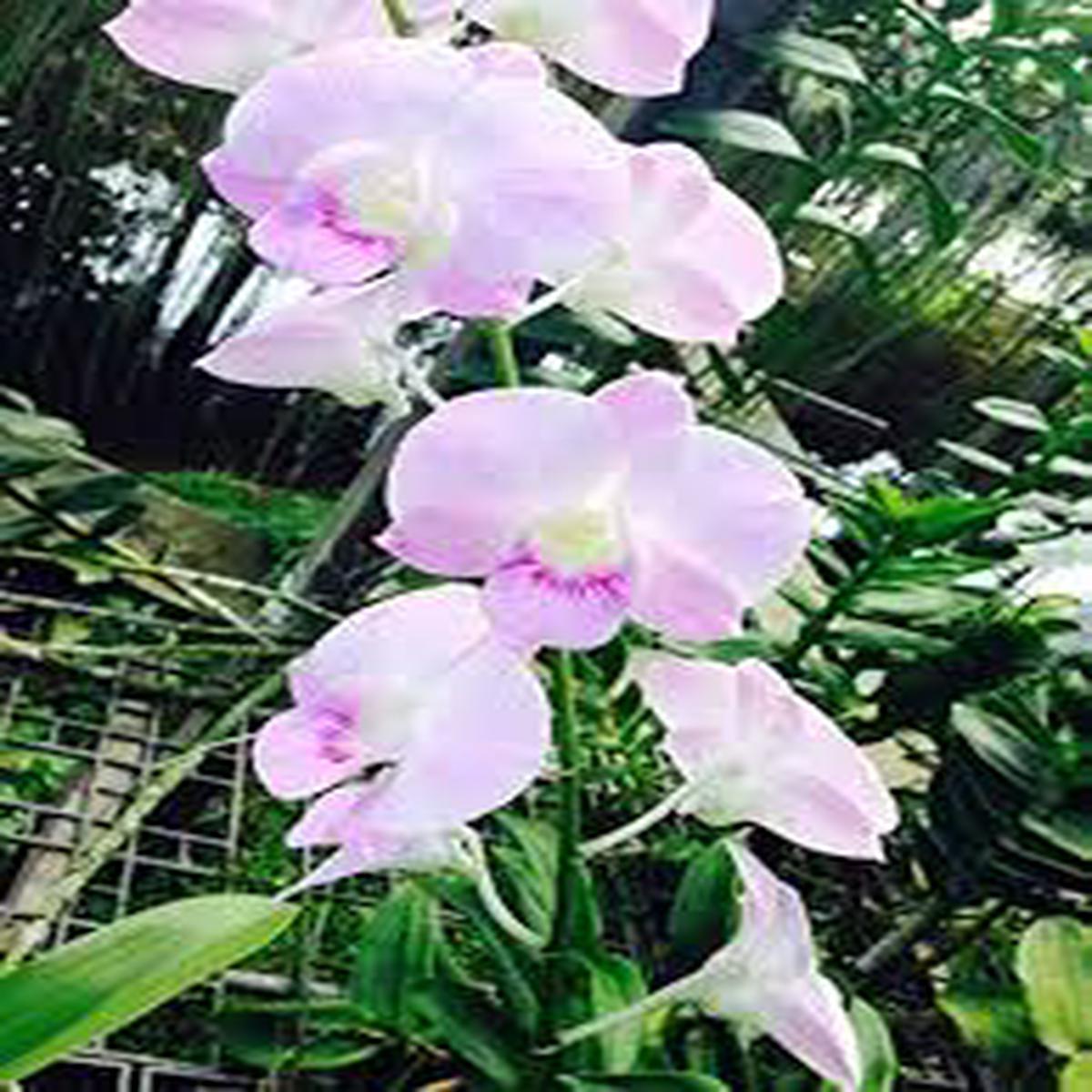 Dendrobium Orchids Pink Flower Seeds Premium Heirloom Non-GMO Seeds for Planting, High Germination