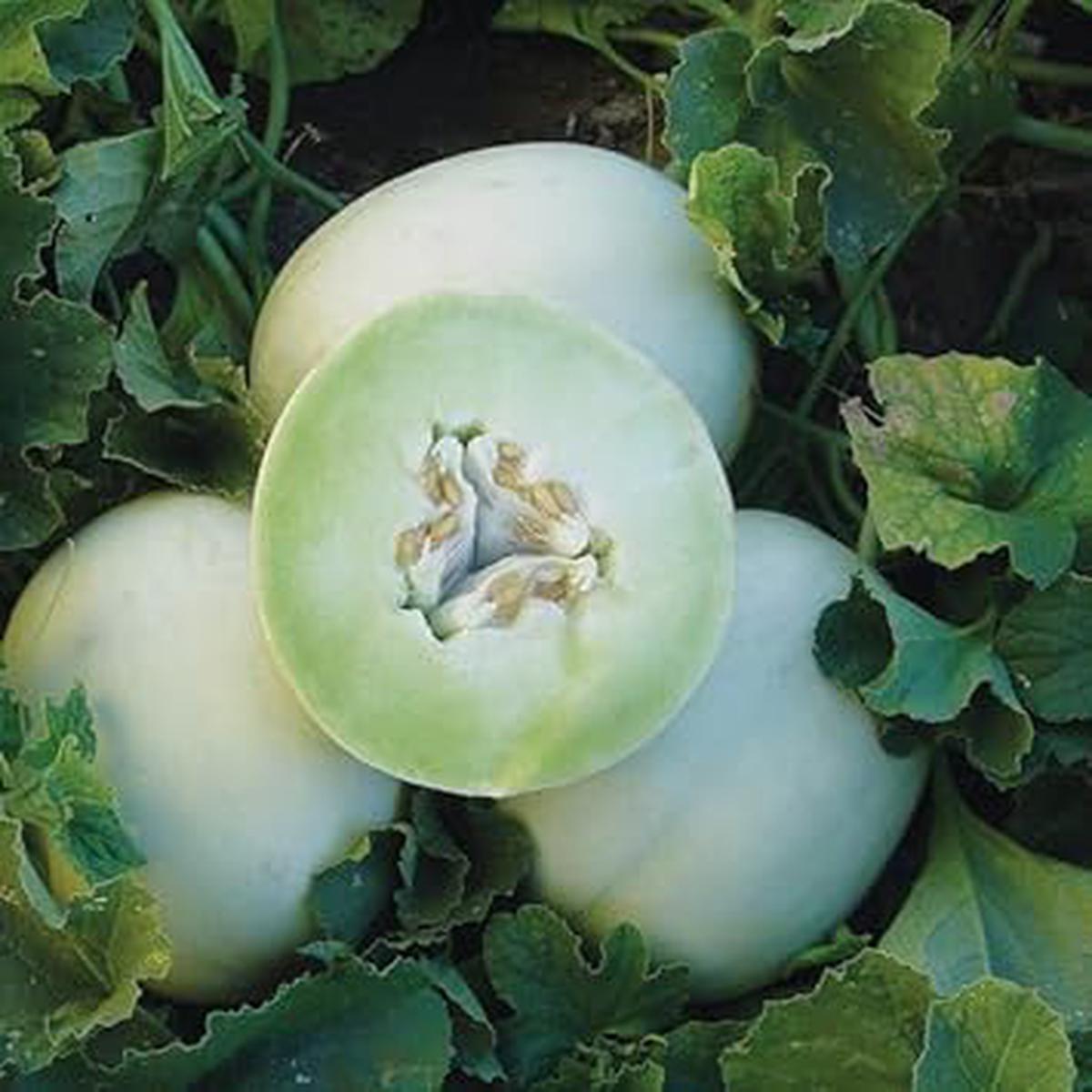Green Flesh Honeydew Melon Seeds Organic, Non-GMO Fruit Seeds for Garden Growing