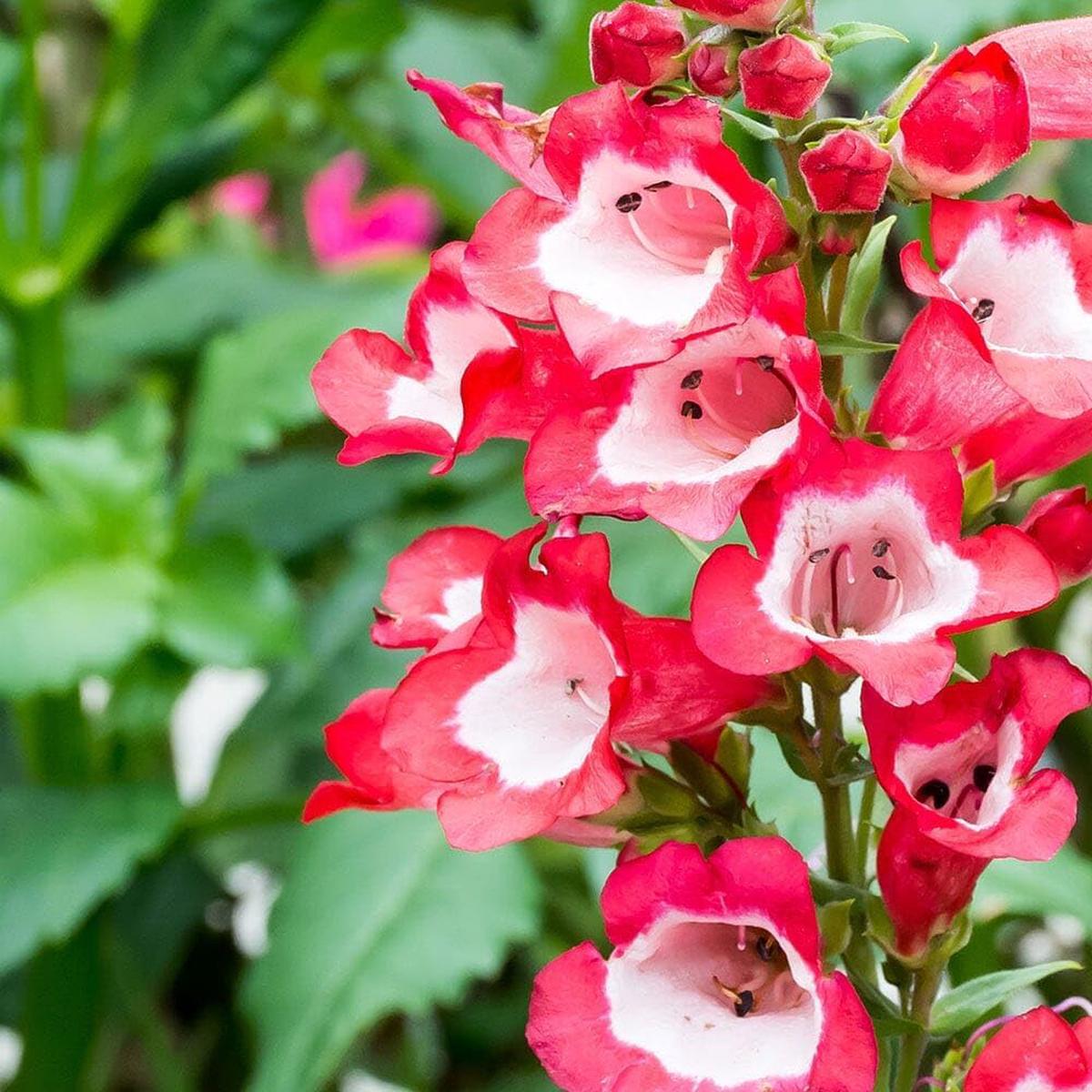 Hartwegi Flower Seeds for Planting Heirloom, Non-GMO, High Germination Colorful Garden Seeds