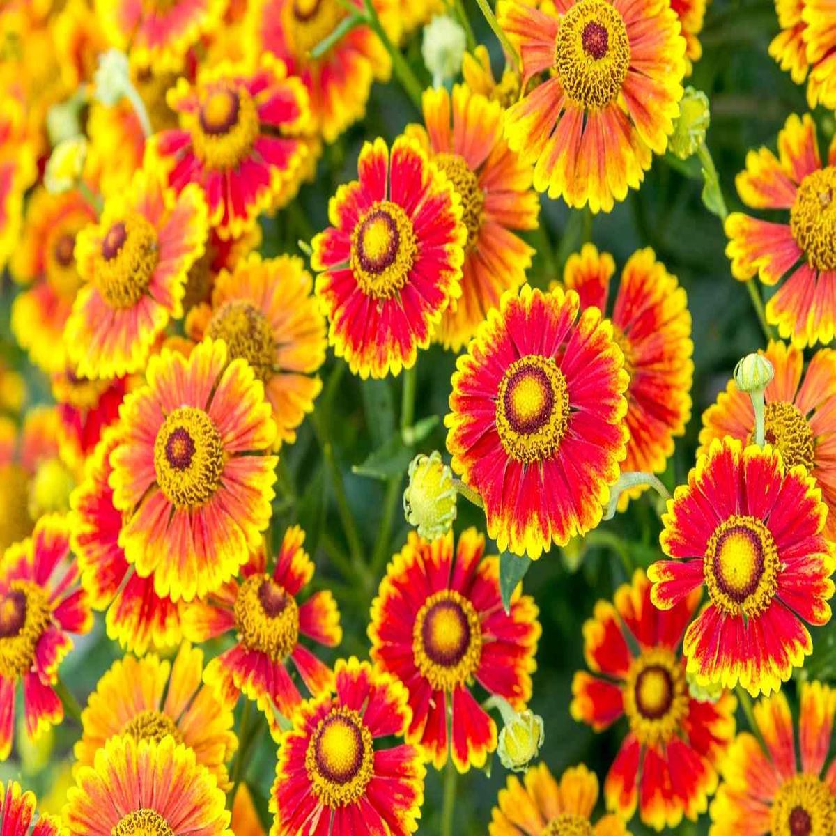 Helenium Flower Seeds for Planting | Bright Blooms | Heirloom Non-GMO High Germination Seeds