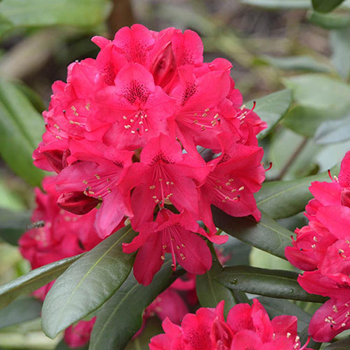 Light Red Rhododendron Flower Seeds for Planting Heirloom, Non-GMO, Shade Tolerant, High Germination