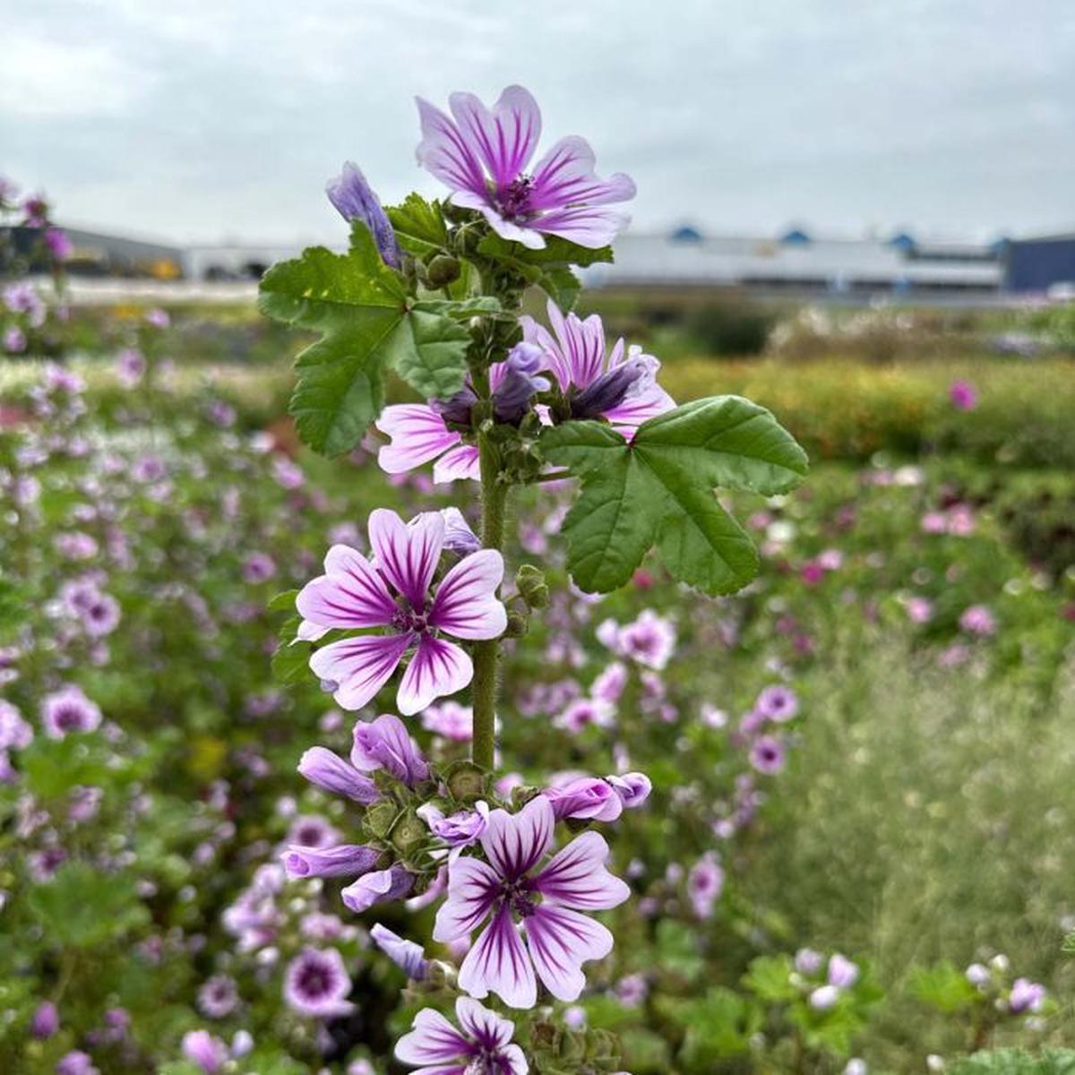 Malva Flower Seeds for Planting Heirloom Non-GMO, High Germination Organic Garden Seeds