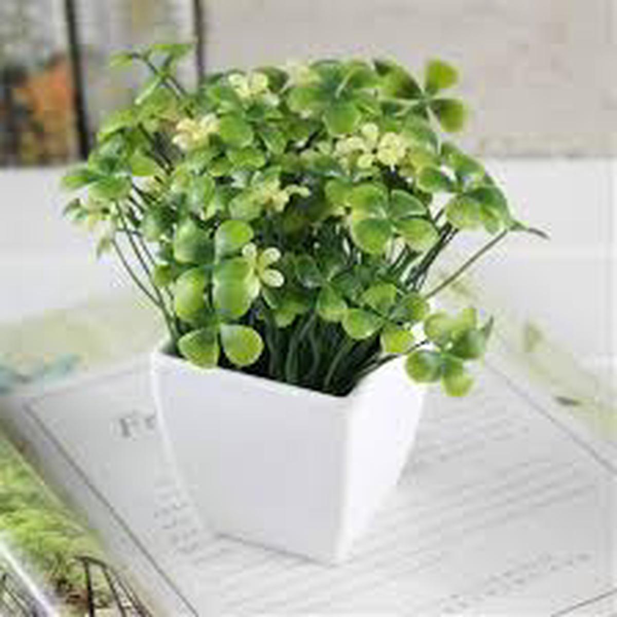 Mini Four Leaf Clover Flower Seeds for Planting Heirloom, Non-GMO, High Germination Organic Garden Seeds