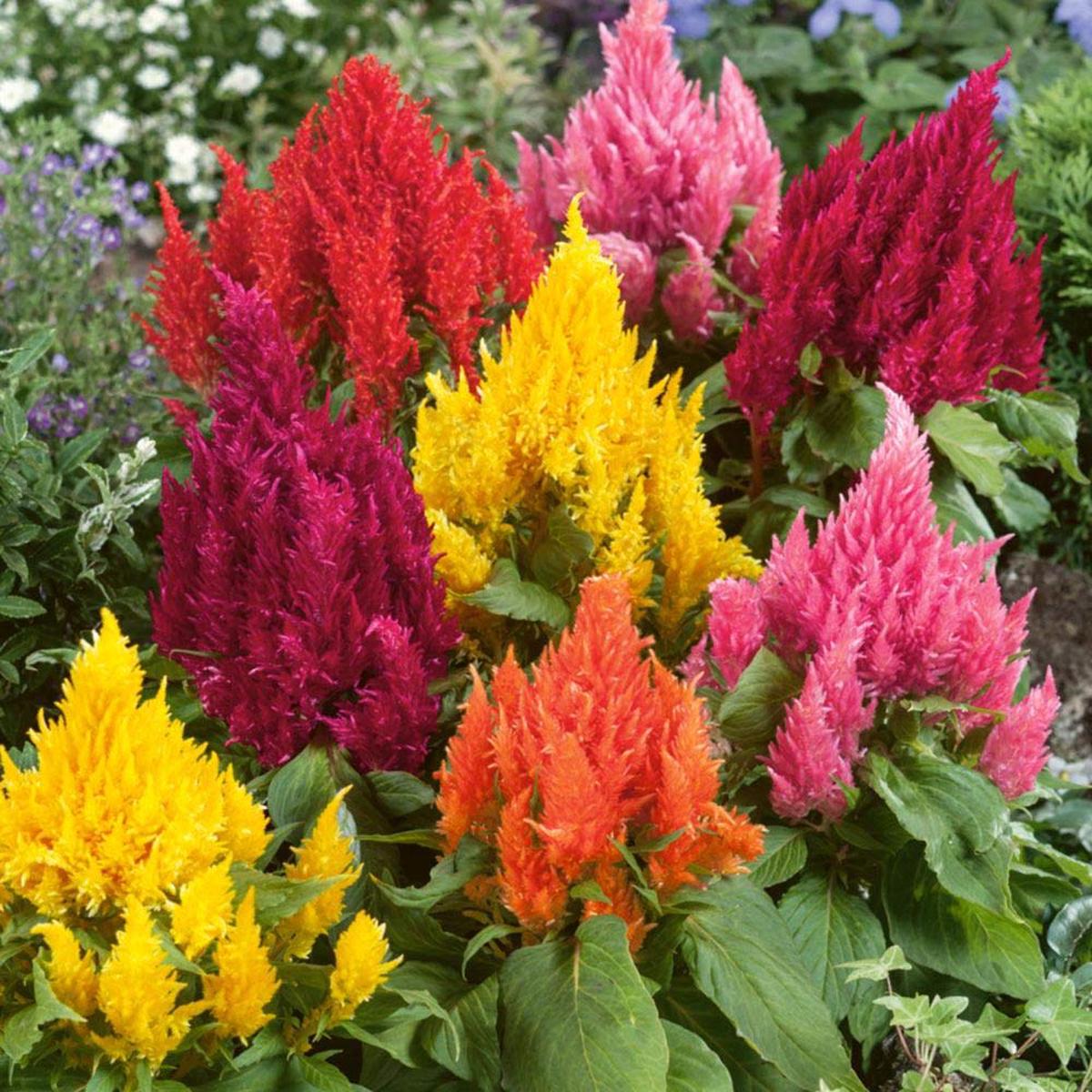 Mixed Celosia Argentea Flower Seeds for Planting Heirloom, Non-GMO, High Germination Garden Seeds
