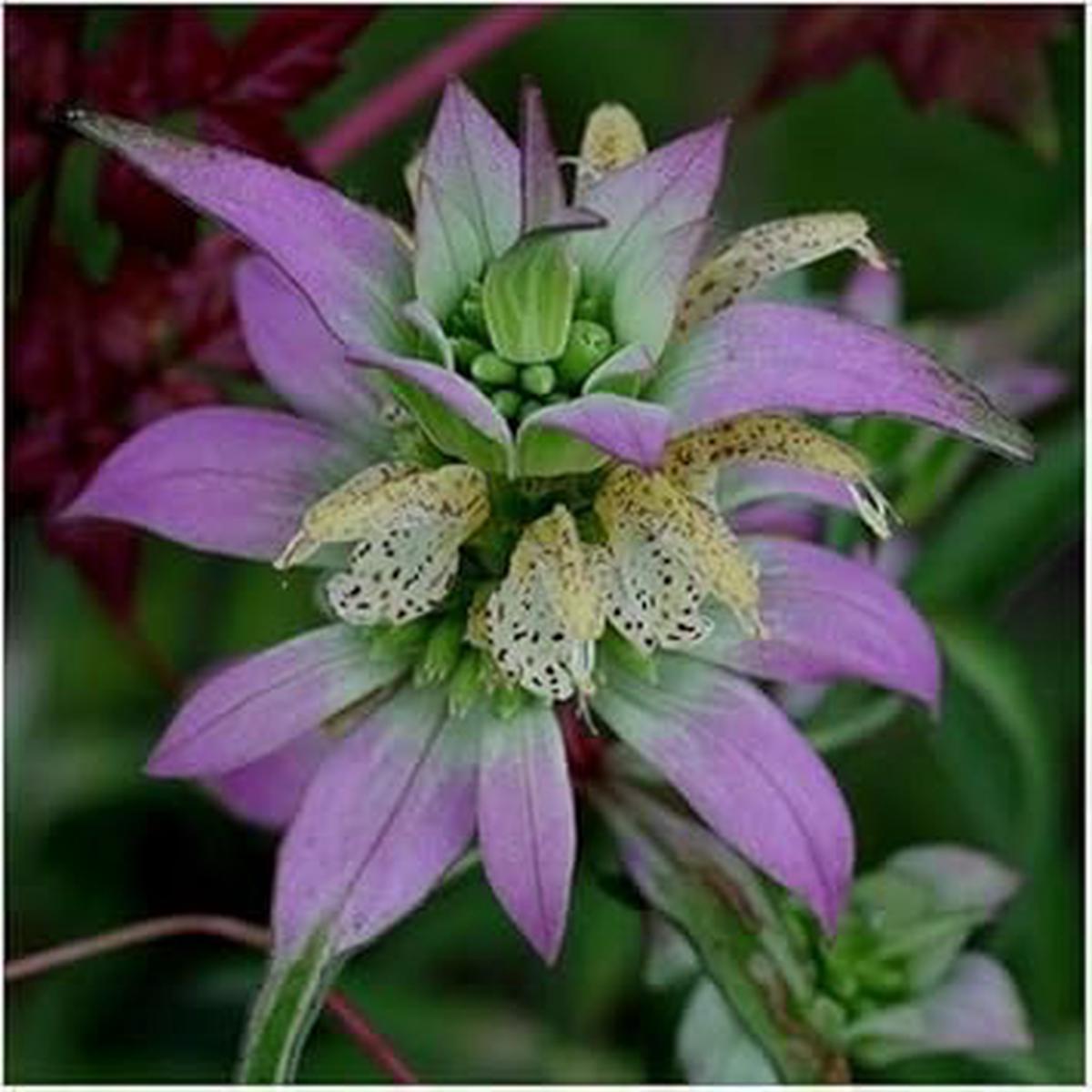 Monarda Punctata Purple Seeds Organic, Heirloom, Non-GMO, High Germination Flower Seeds for Planting
