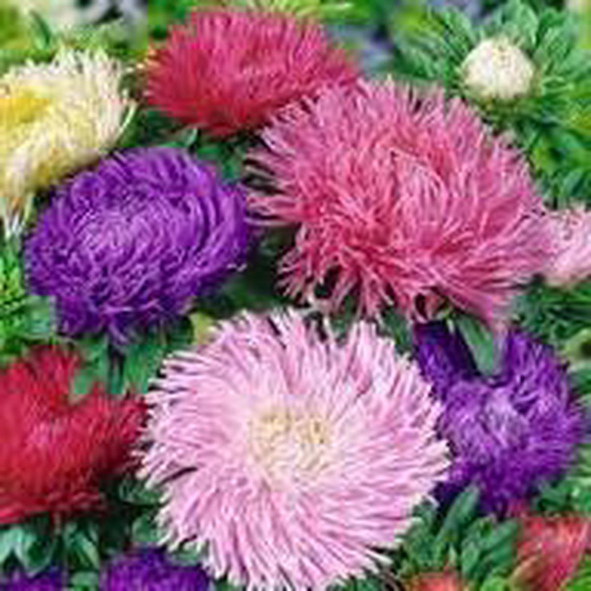 Multi Asters Giants Flower Seeds for Planting Heirloom Non-GMO High Germination Organic Garden Seeds