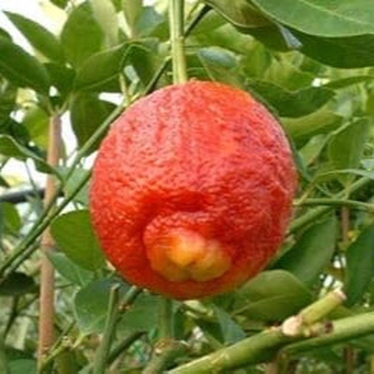 Orange Lemon fruit seeds for planting - Heirloom & Non-GMO garden seeds, extra-large citrus tree variety