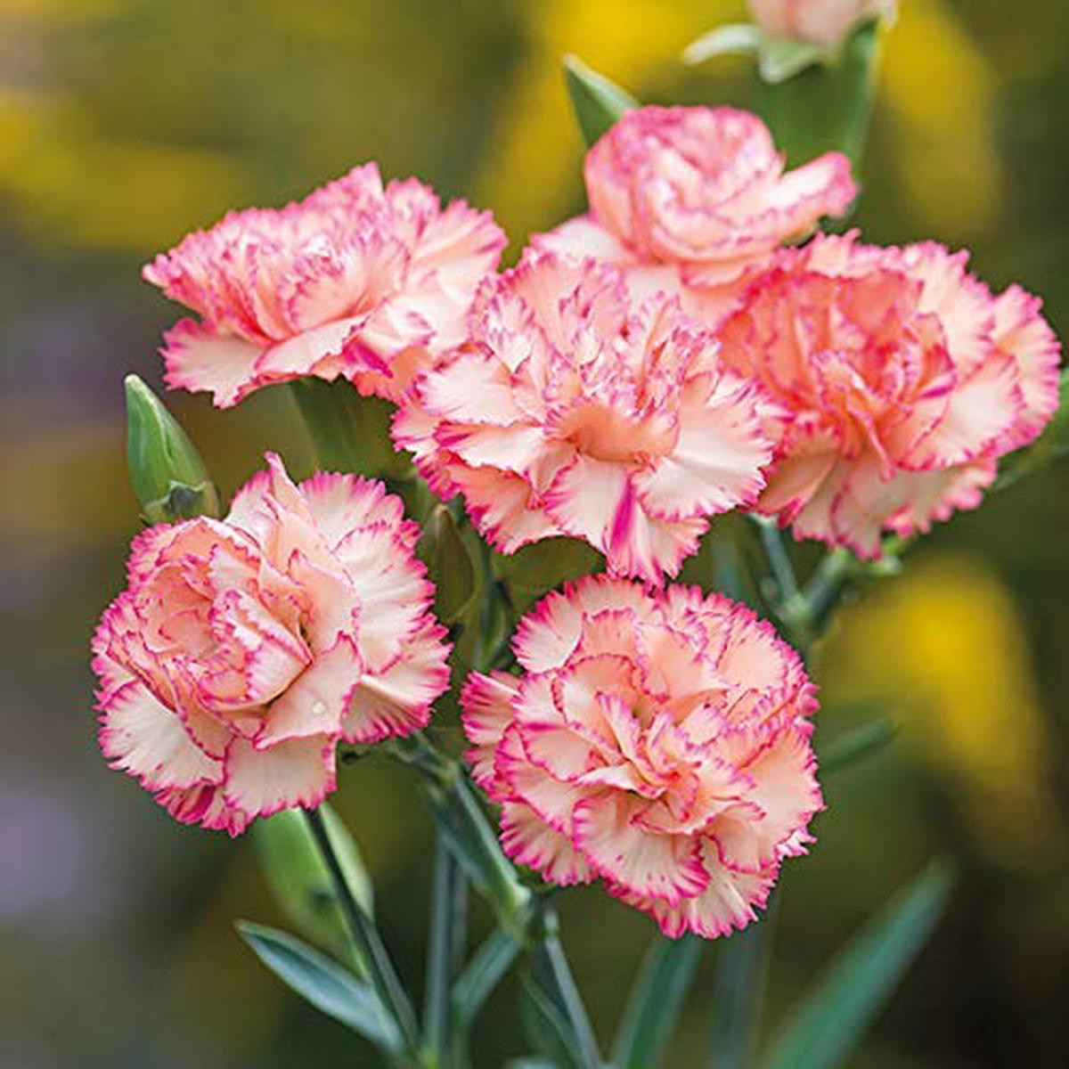 Pink White Carnation Flower Seeds for Planting Heirloom, Non-GMO, Compact Growth Garden Seeds