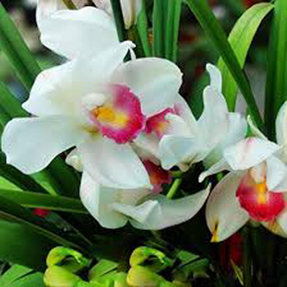 Pink & White Cymbidium Orchid Flower Seeds for Planting Heirloom, Non-GMO, Perfect for Borders