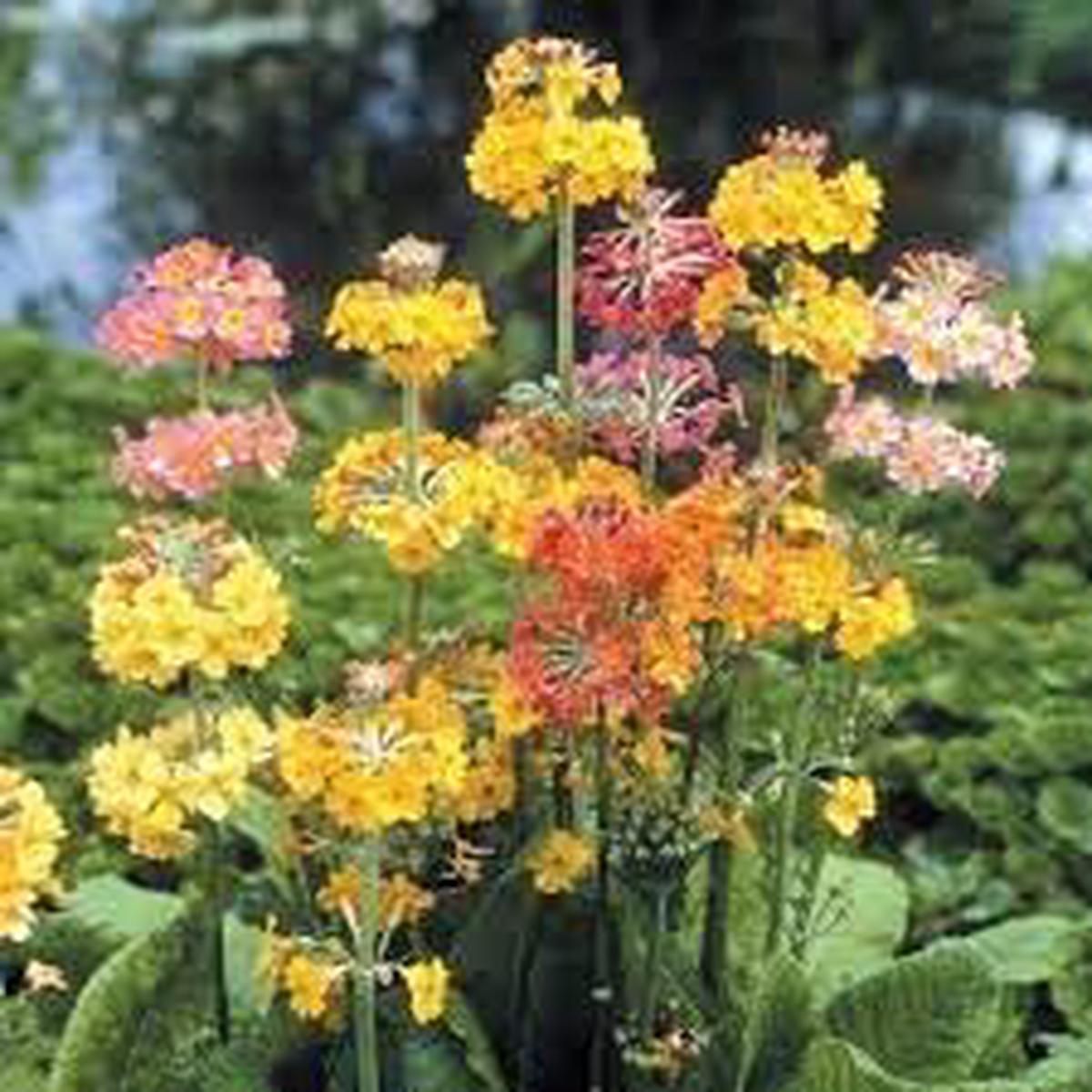 Primula Candelabra Flower Seeds for Planting Vibrant Colors, Heirloom, Non-GMO, High Germination