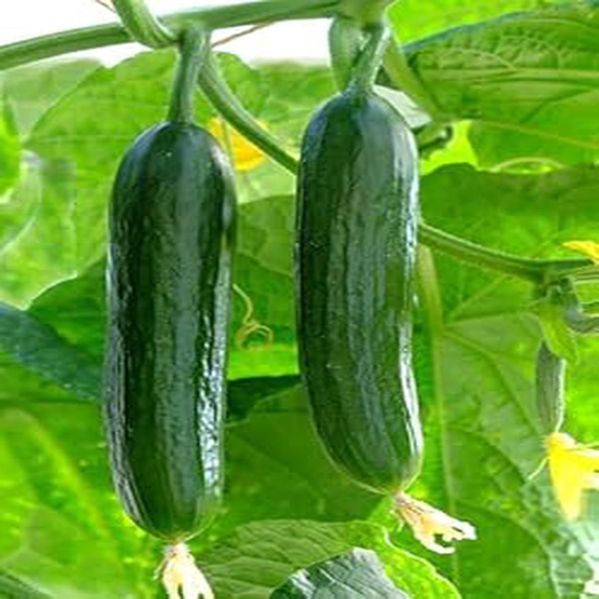 Sky Blue Cucumber Vegetable Seeds for Planting Heirloom & Non-GMO Seeds