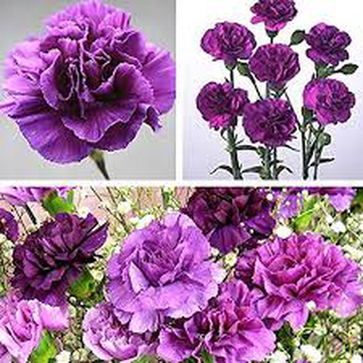 Violet Carnation Dianthus Caryophyllus Seeds Heirloom Non-GMO Cottage Garden Seeds