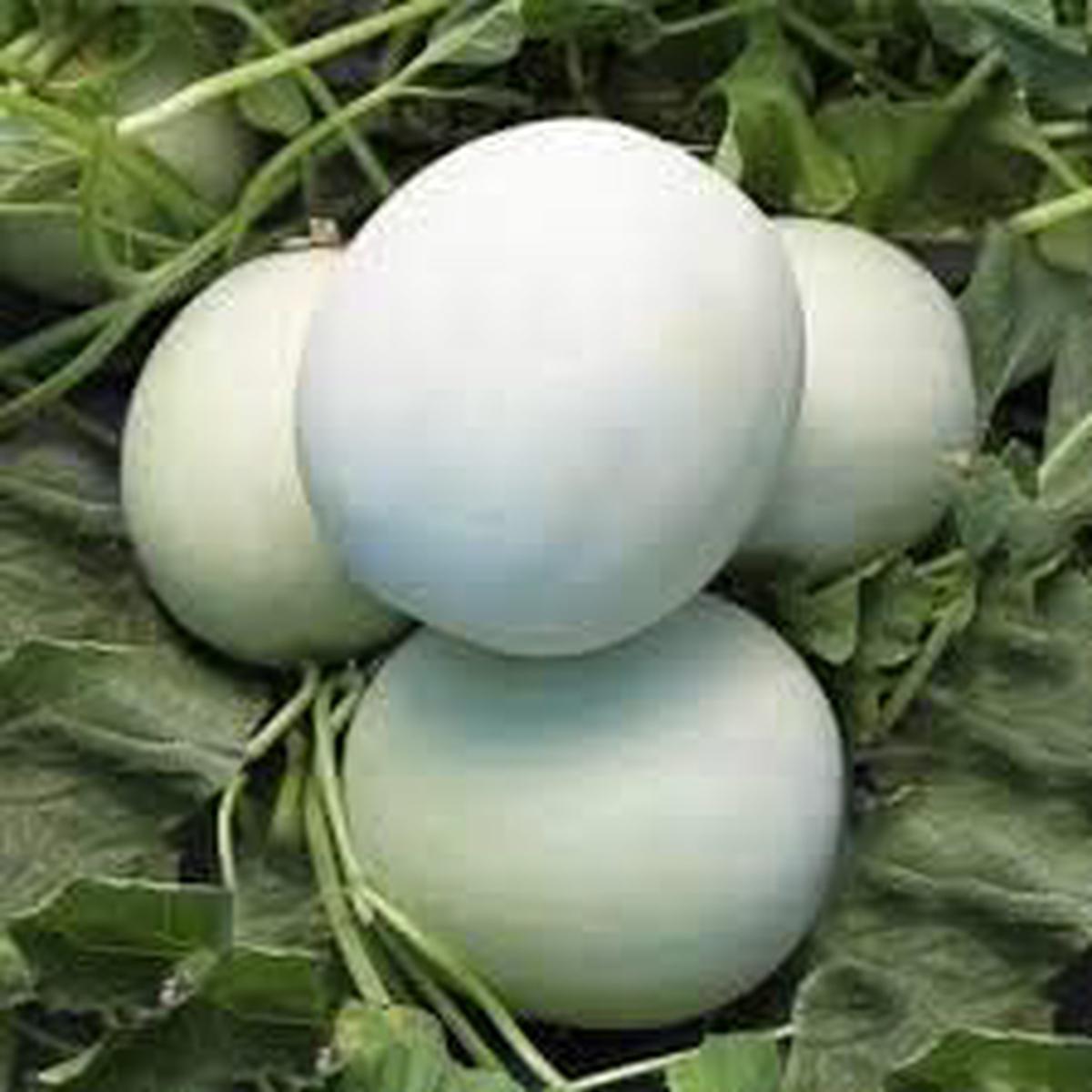 White Cantaloupe fruit seeds for planting - Heirloom & Non-GMO Garden seeds
