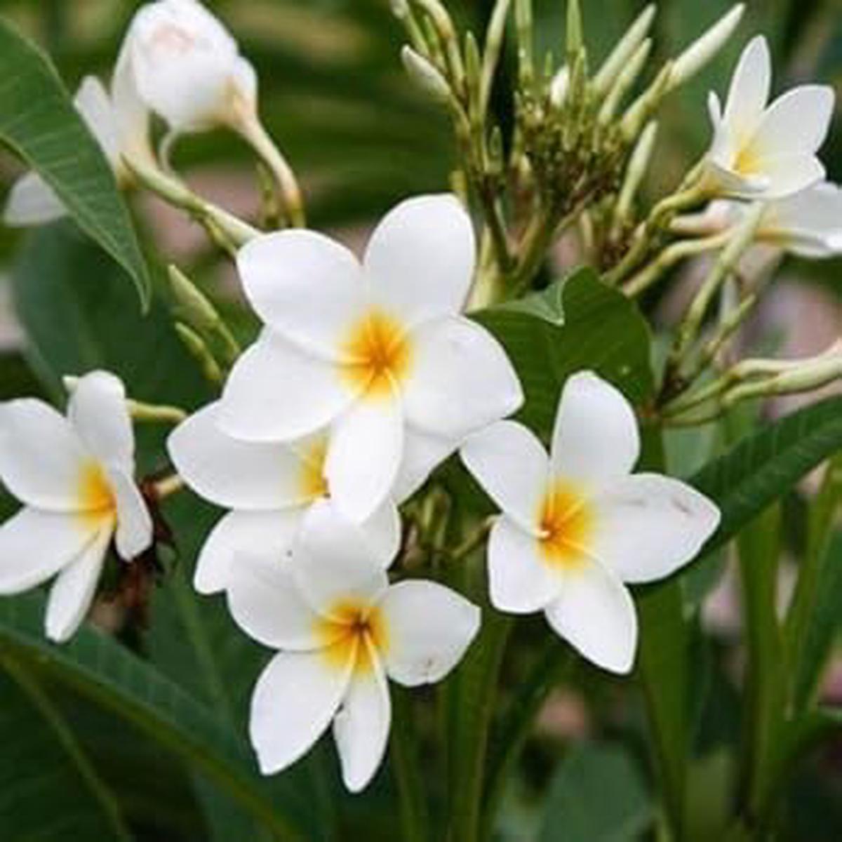 White Frangipani Flower Seeds for Planting Compact Growth, Heirloom, Non-GMO, High Germination Seeds