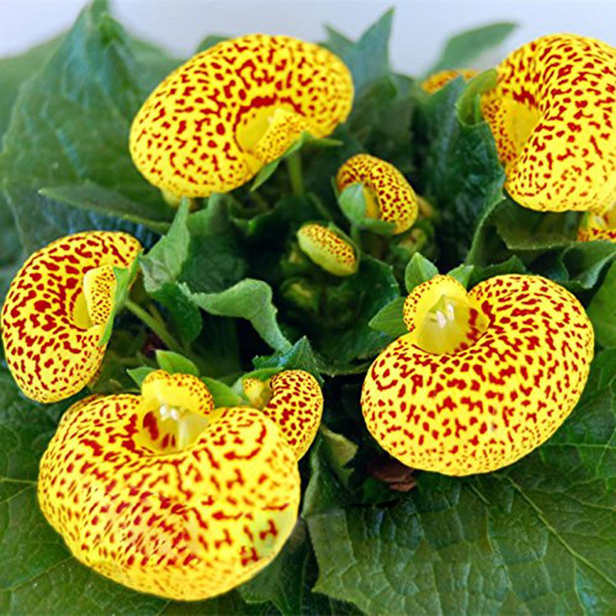 Yellow Calceolaria Crenatiflora Flower Seeds for Planting Heirloom, Non-GMO, High Germination