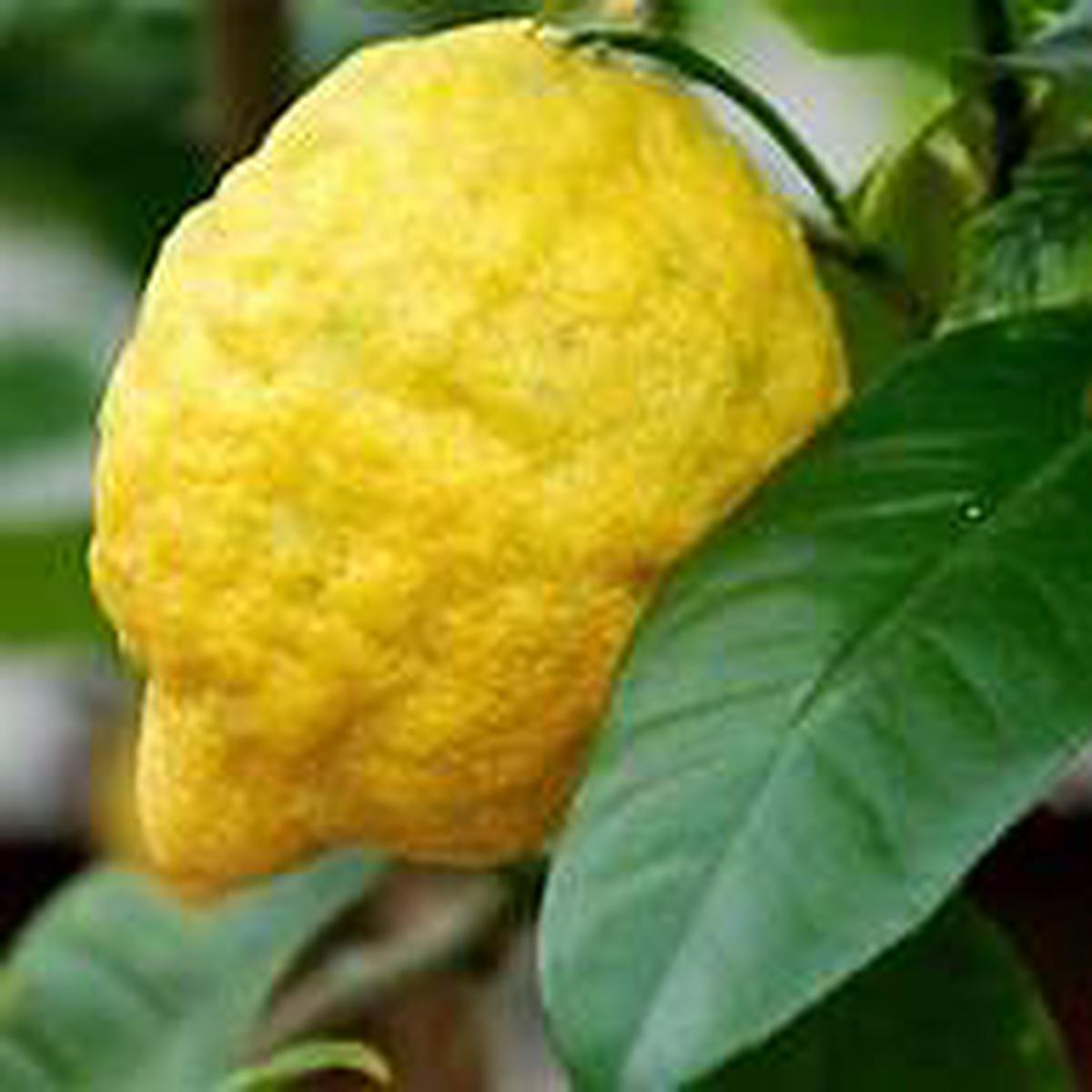 Yellow Citron Citrus plant seeds for planting - Heirloom & Non-GMO Garden seeds