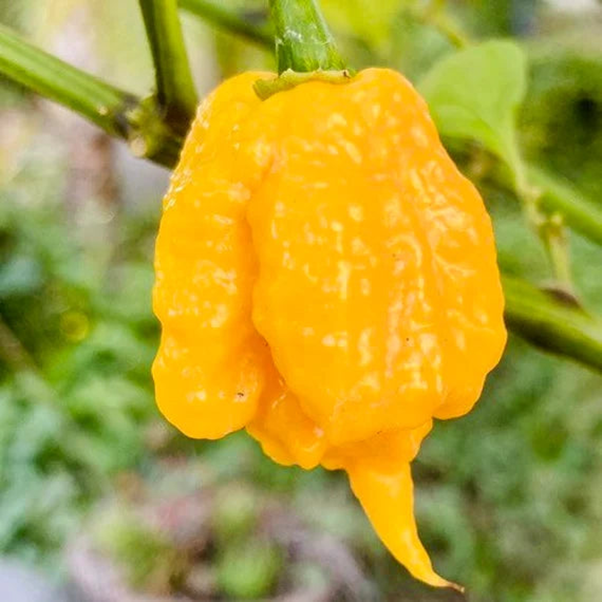 Yellow Reaper Seeds for Planting  Heirloom, Non-GMO, High Germination, Organic Garden Seeds for Fiery Chili Peppers