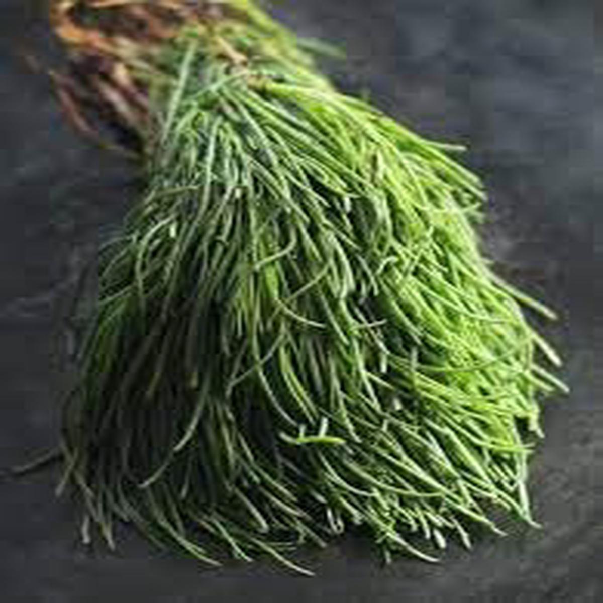 Agretti Plant Seeds for Planting Heirloom & Non-GMO, High Germination Organic Seeds for Gourmet Green Gardens