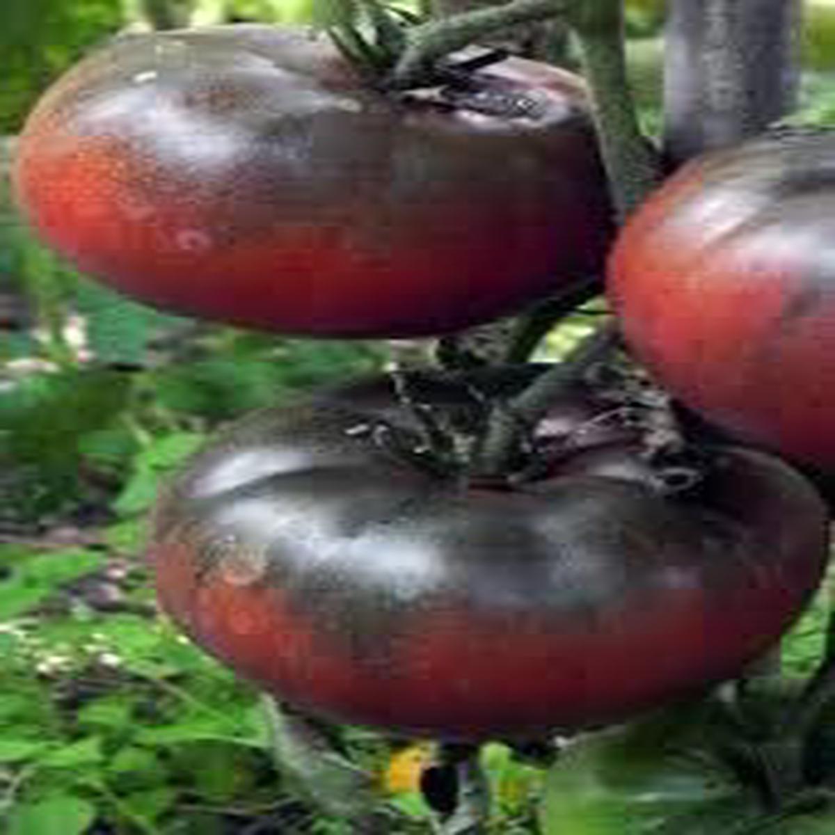 Big Tomato Seeds for Planting  Brown Heirloom, Non-GMO, High Germination Organic Garden Seeds for Classic Large Fruit