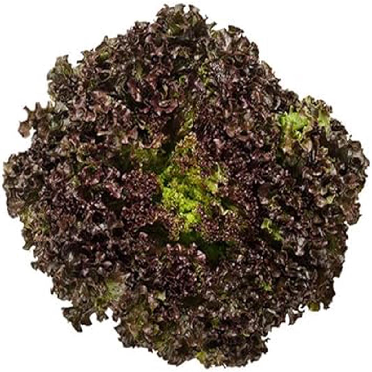 Black Lettuce Seeds for Planting  Heirloom, Non-GMO, Organic Garden Seeds with Bold Leaves for Gourmet Greens