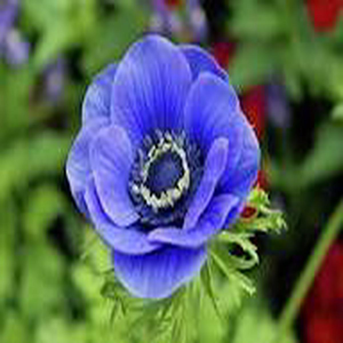 Blue Jump Up Flower Seeds for Planting Cottage Garden Essential, Heirloom, Non-GMO, High Germination