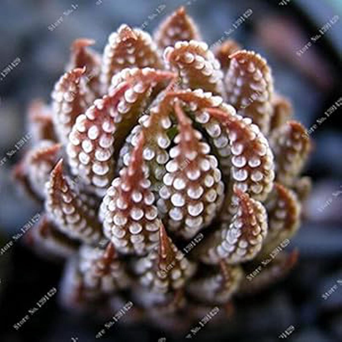 Brown Haworthia Reinwardtii Succulent Herb Seeds for Planting  Heirloom, Non-GMO, Organic Garden Seeds with High Germination