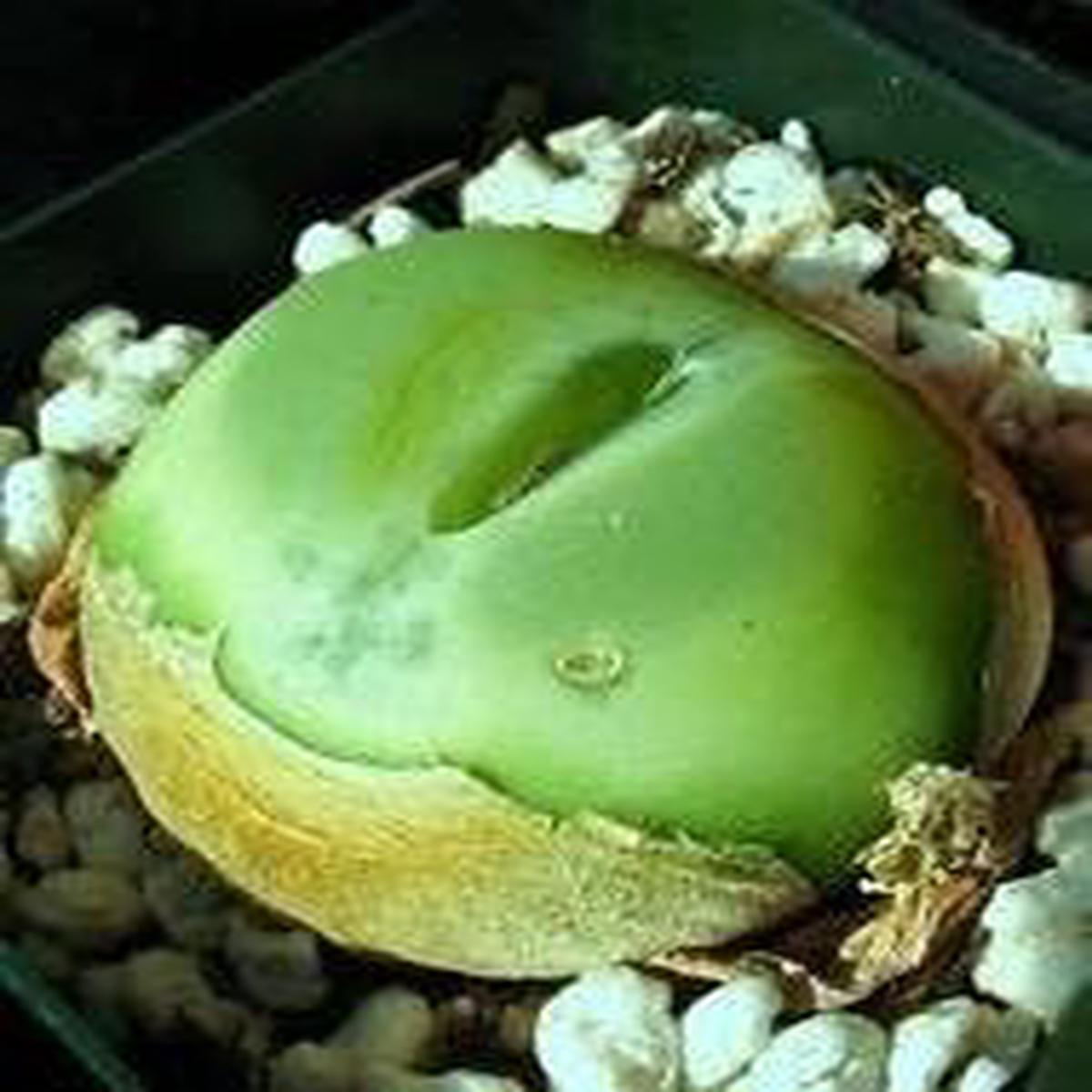 Conophytum Ratum Herb Seeds for Planting  Heirloom, Non-GMO Seasonal Essential Seeds for Gardens