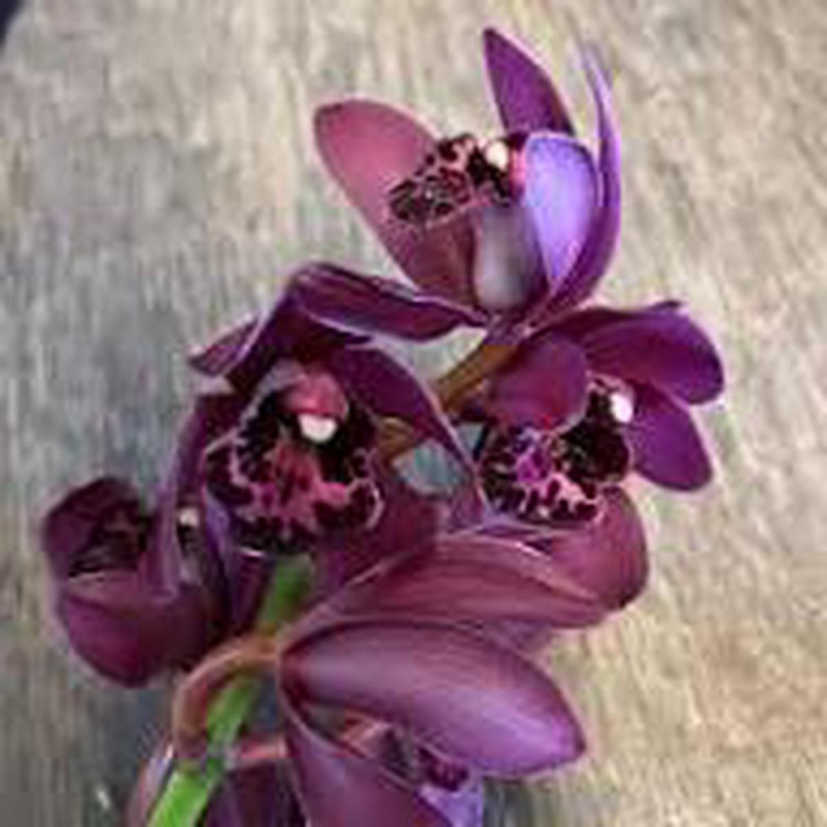 Cymbidium Flower Seeds for Planting Heirloom, Non-GMO, High Germination Garden Seeds