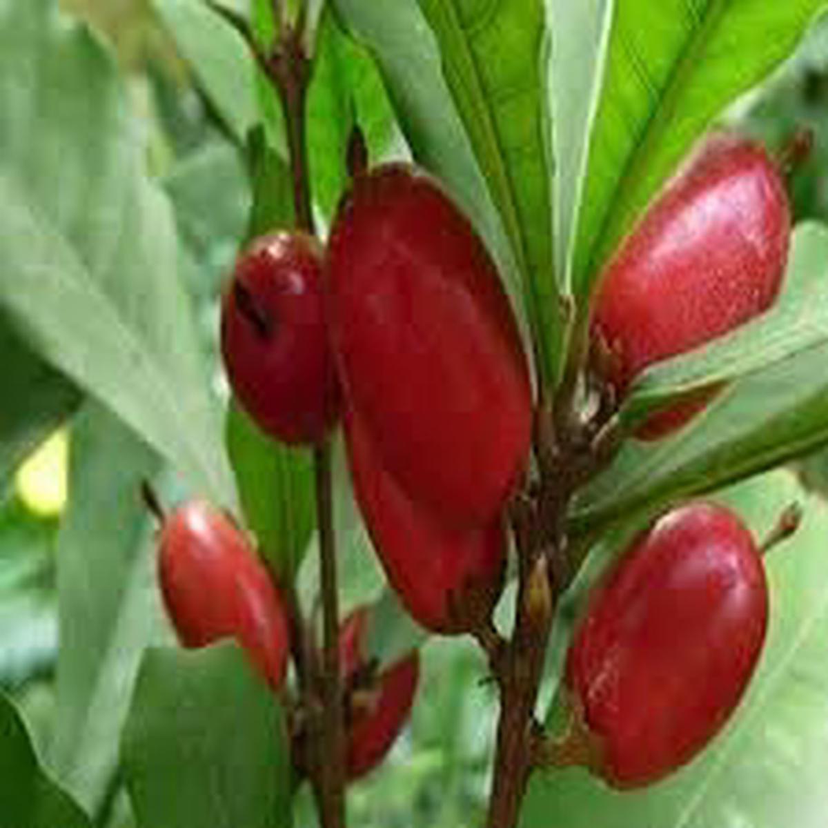 Dulcificum fruit seeds for planting Heirloom & Non-GMO Garden seeds