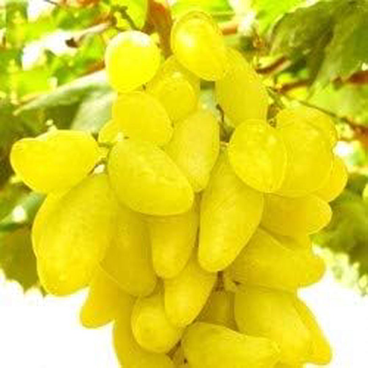 Fresh Yellow Grape Fruit Seeds for Planting - Heirloom & Non-GMO Garden Seeds