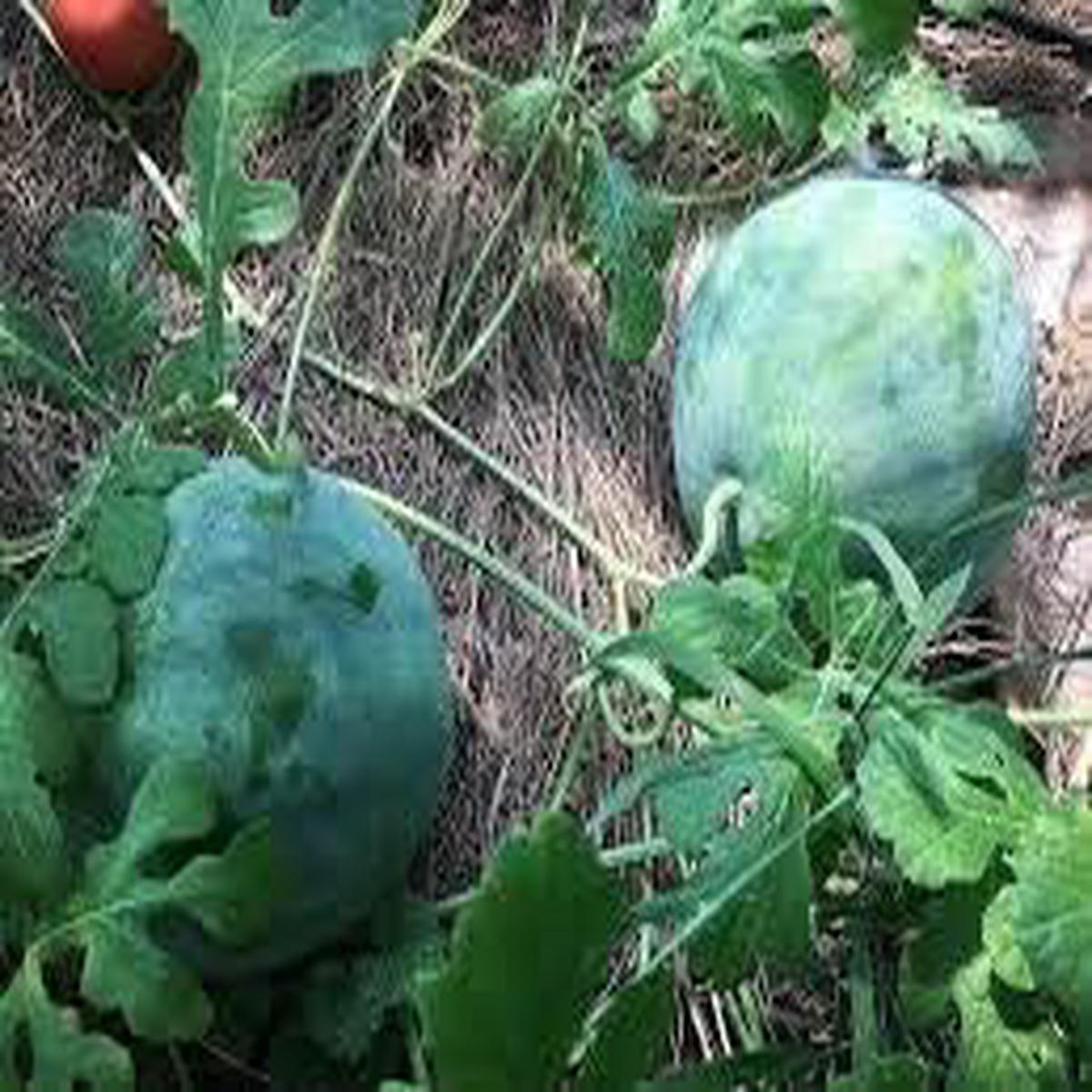 Green Cucumeropsis Seeds for Planting Heirloom Non-GMO, High Germination Organic Garden Seeds