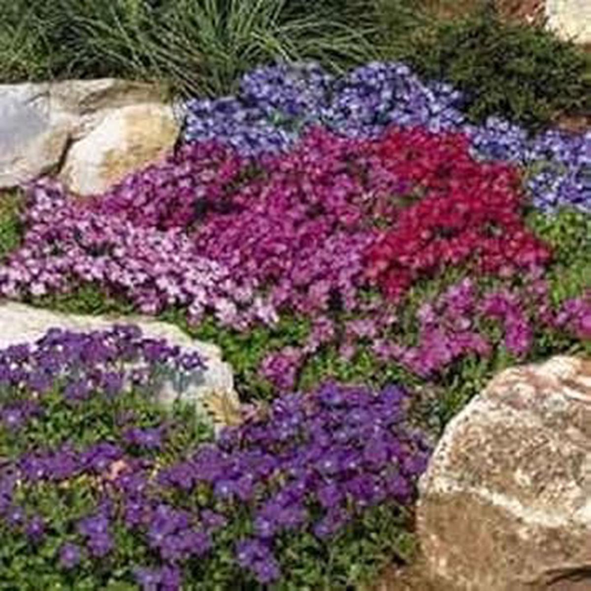 Mixed Cress Flower Seeds for Planting Heirloom, Non-GMO, High Germination Garden Seeds