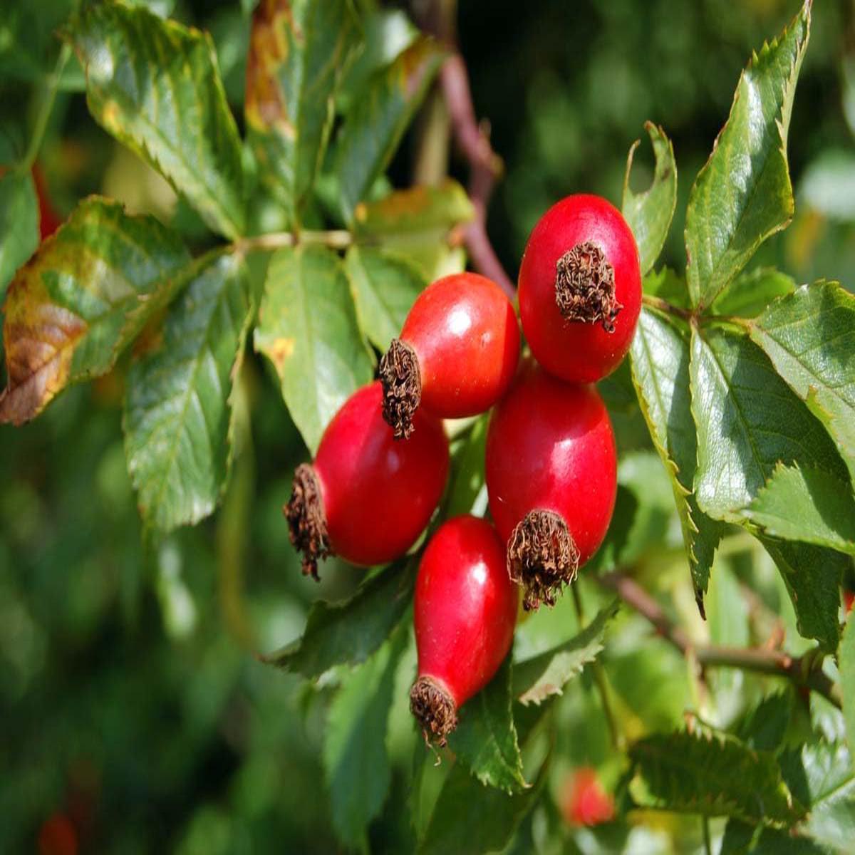 Rosehip fruit seeds for planting - Heirloom & Non-GMO Garden seeds