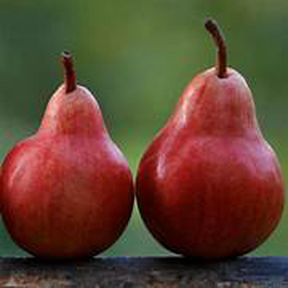 Starkrimson Pear fruit seeds for planting Heirloom & Non-GMO garden seeds, crisp juicy pears for orchards