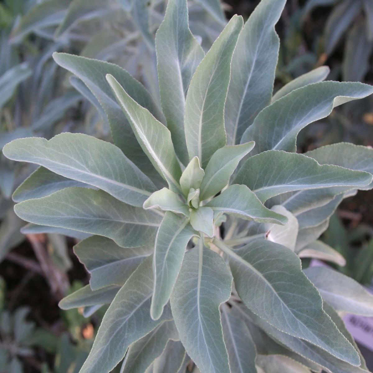 White California Sage Herb Seeds Heirloom, Non-GMO Chef Recommended Seeds for Garden Planting