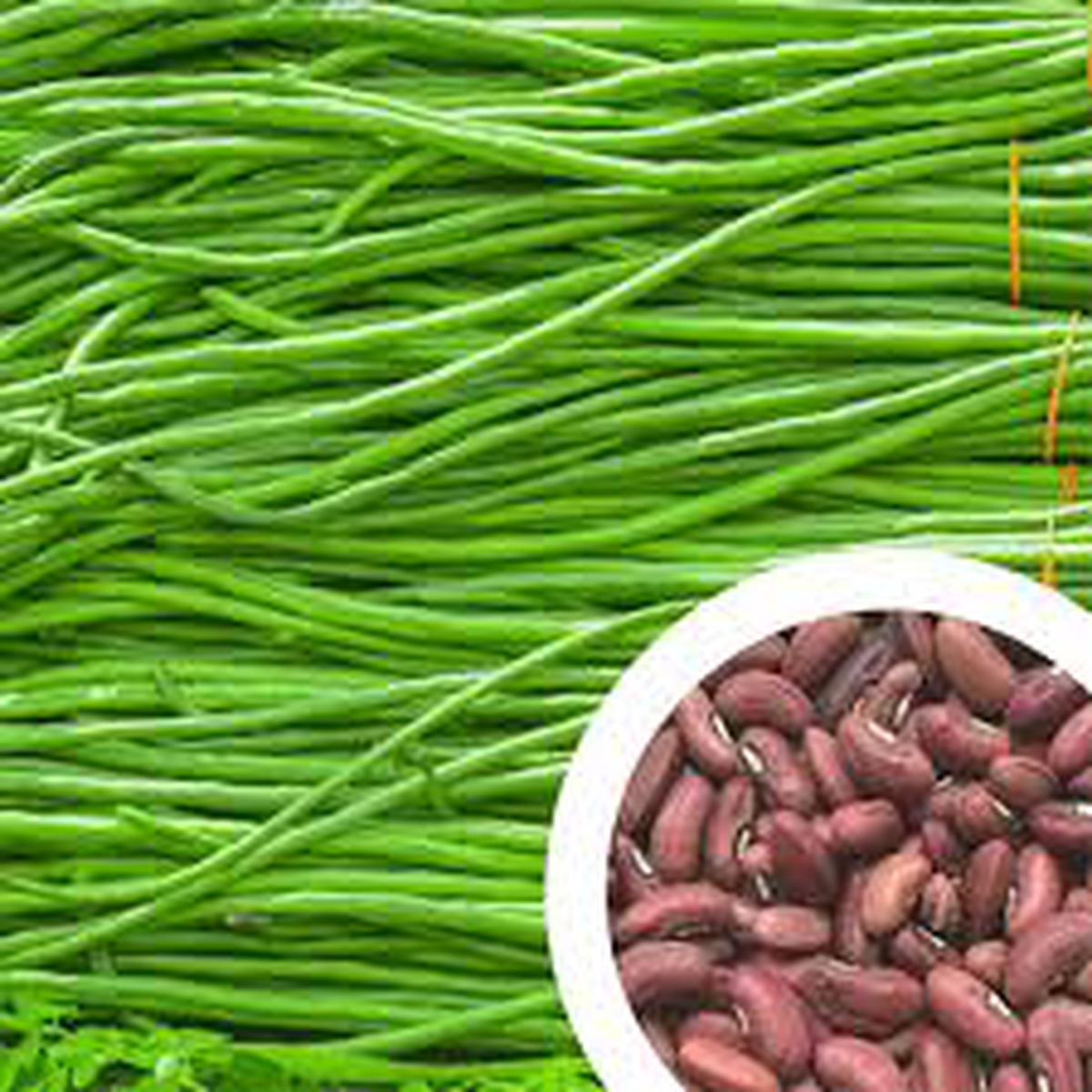 Yardlong Bean Seeds for Planting  High Yield, Fast Growing, Organic Vegetable Seeds