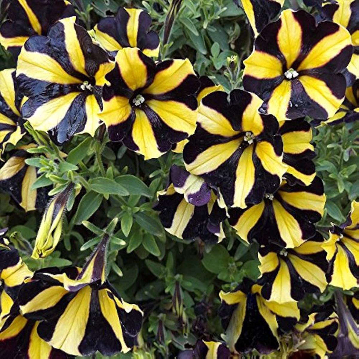 Yellow Black Playmates Flower Seeds for Planting  Heirloom, Non-GMO, High Germination Organic Garden Seeds