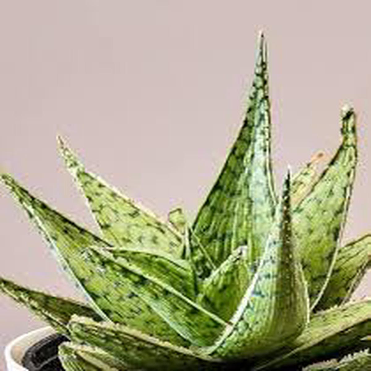 Aloe Vera White Green for Planting  Heirloom, Pollinator Friendly & Non-GMO Garden Seeds