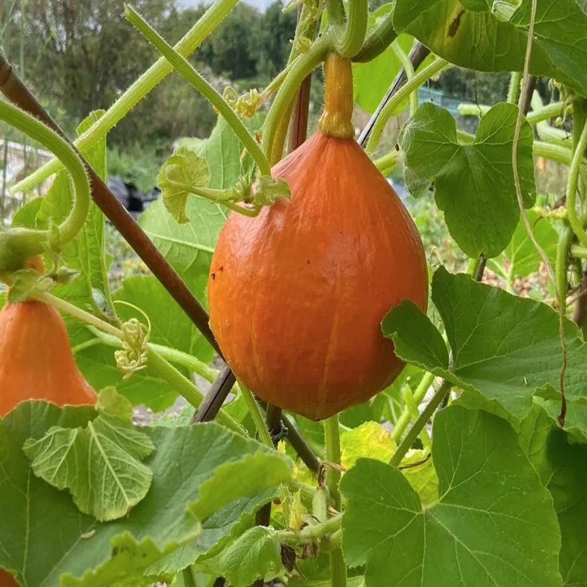 Amish Pie Squash Seeds for Planting Heirloom, Non-GMO, Sweet Winter Vegetable High Germination