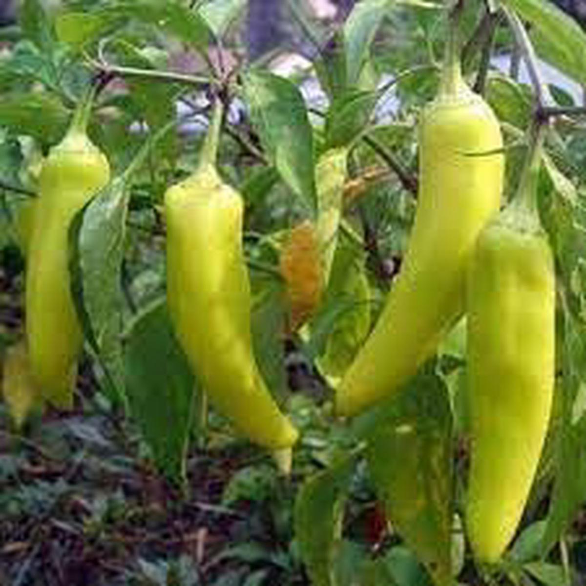 Banana Pepper Seeds for Planting  Heirloom, Non-GMO, Organic Garden Seeds, High Germination, Tangy Peppers for Pickling & Grilling