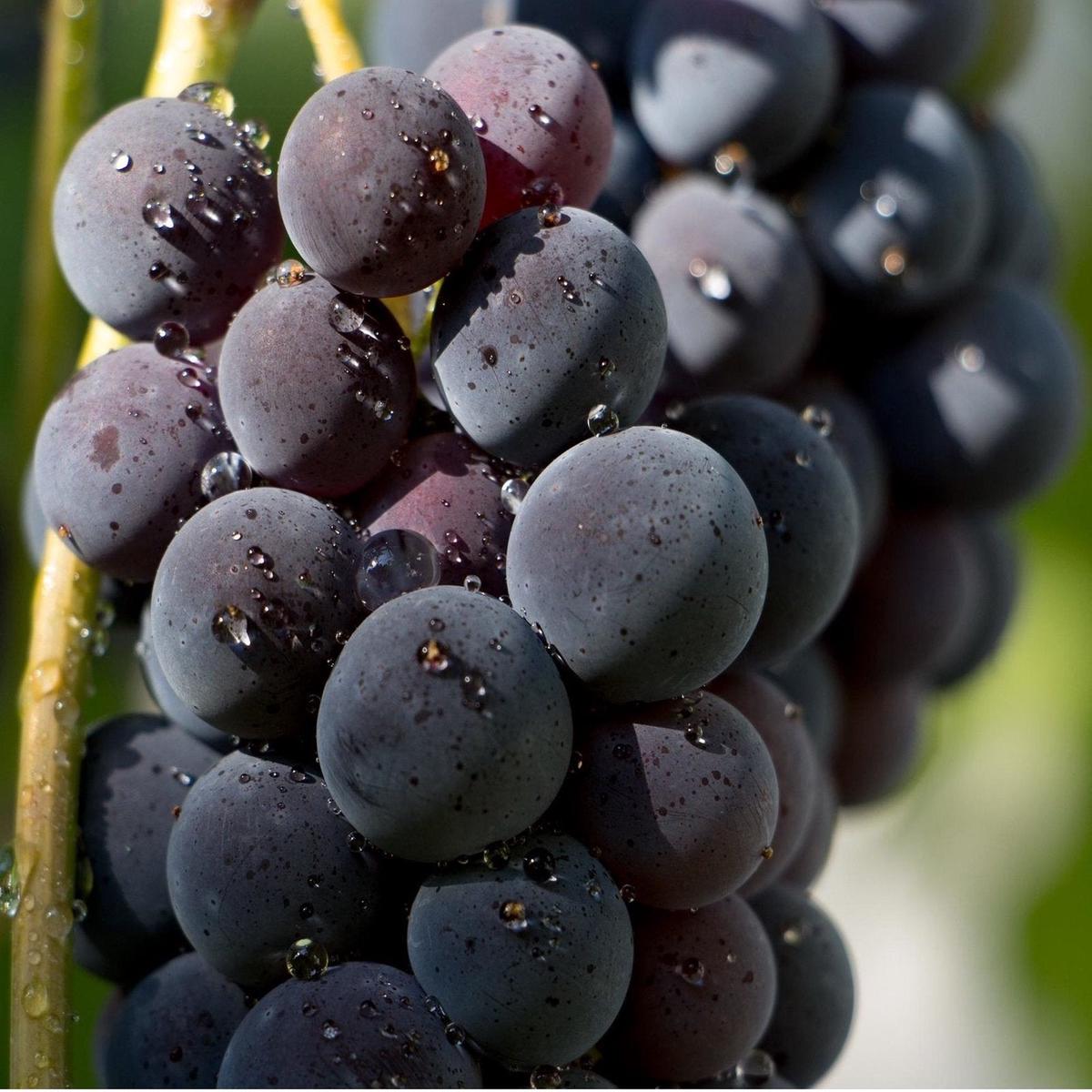 Black Brazilian Grape Fruit seeds Heirloom, Non-GMO Seeds for Planting Unique Juicy Vine Fruits