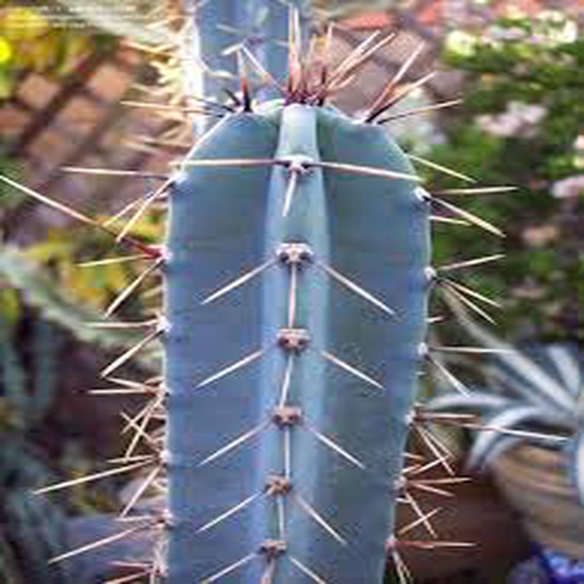 Blue Hankeanus Plant Seeds for Planting  Heirloom, Non-GMO, High Germination Organic Garden Seeds