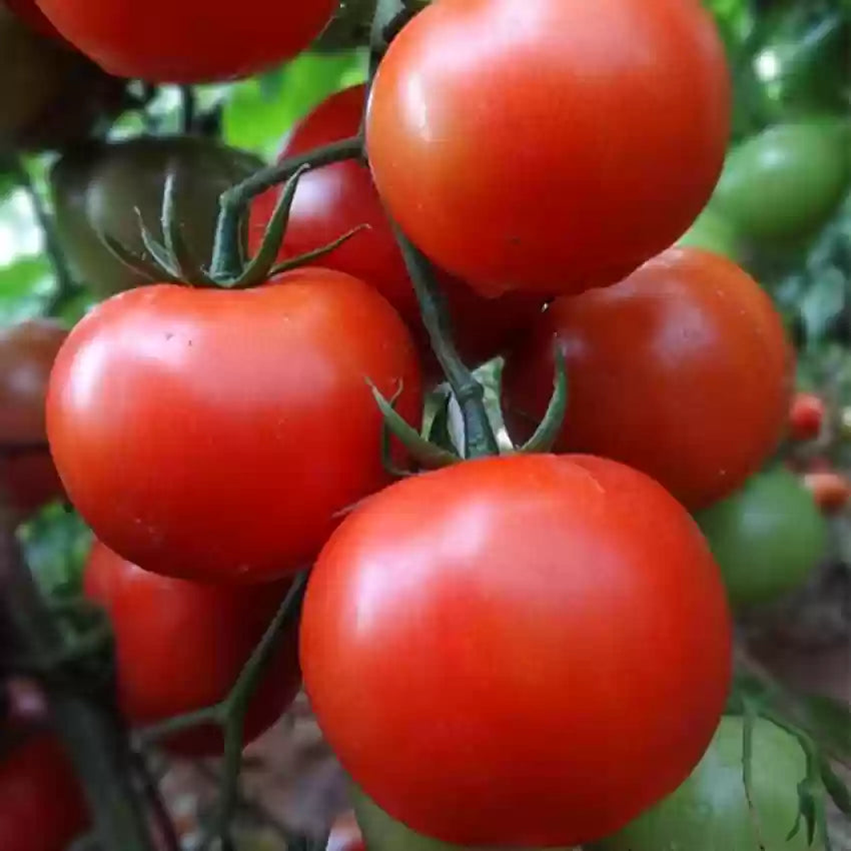 Burpee Celebrity Hybrid Red Tomato Seeds Heirloom Non-GMO High Germination Organic Garden Seeds for Planting