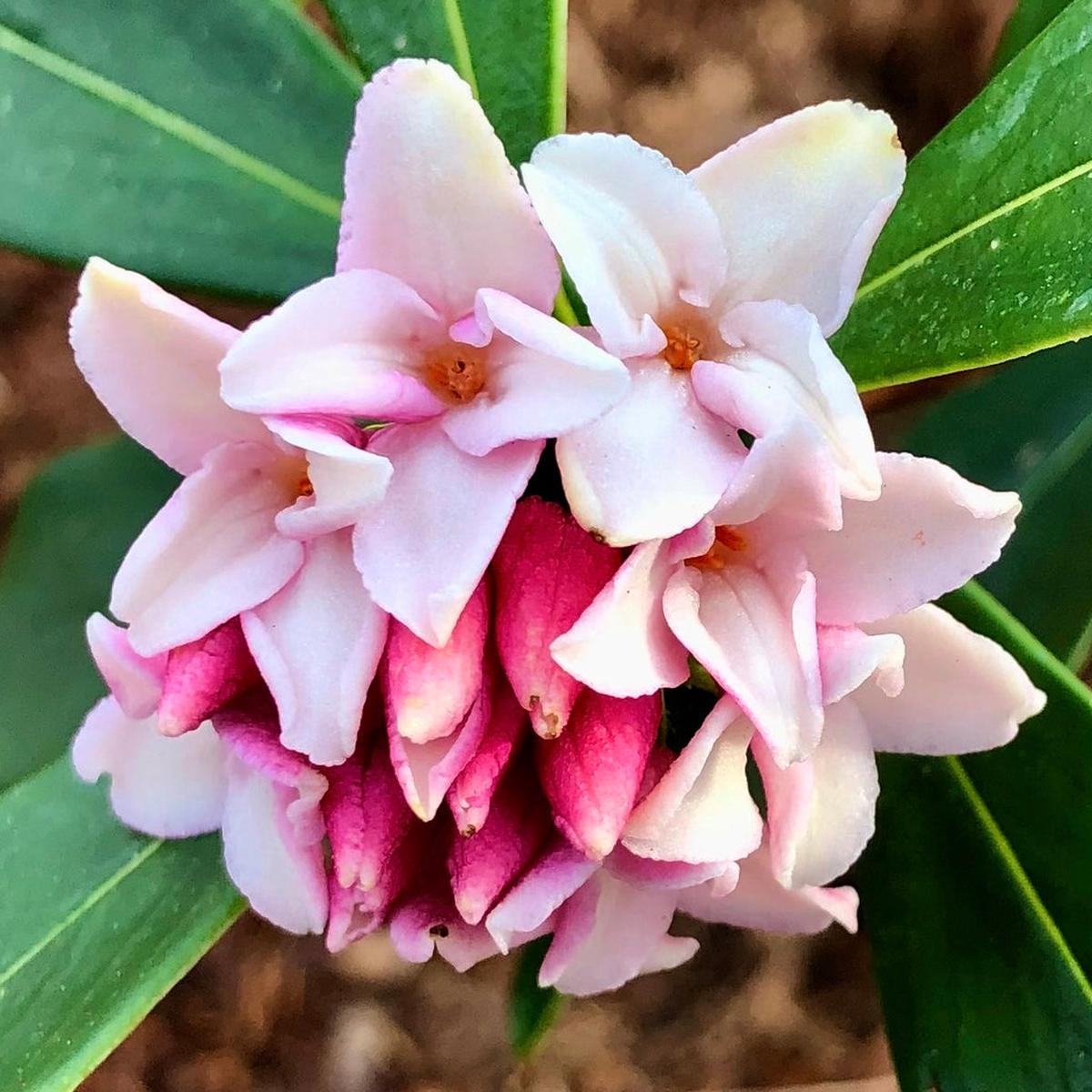 Daphne Flower Seeds for Planting Seasonal Bloomer, Heirloom & Non-GMO, High Germination