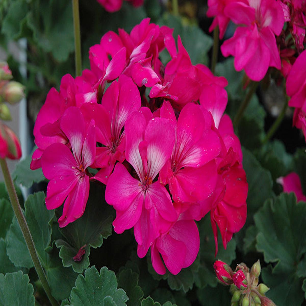 Dark Pink Geranium Pelargonium Flower Seeds for Planting Heirloom, Non-GMO, Shade Tolerant, High Germination