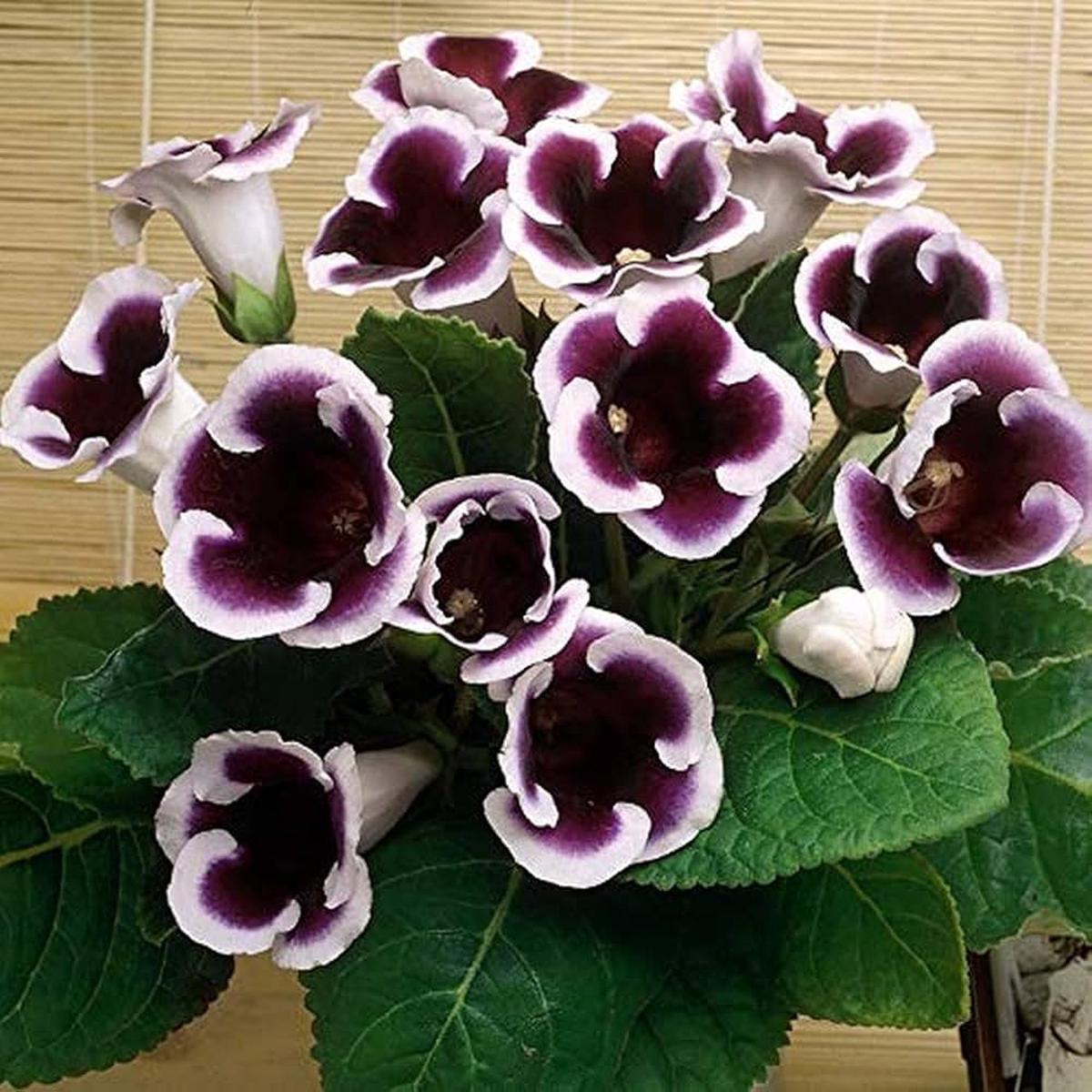 Gloxinia Flower Seeds for Planting Sun Loving, Heirloom, Non-GMO, High Germination