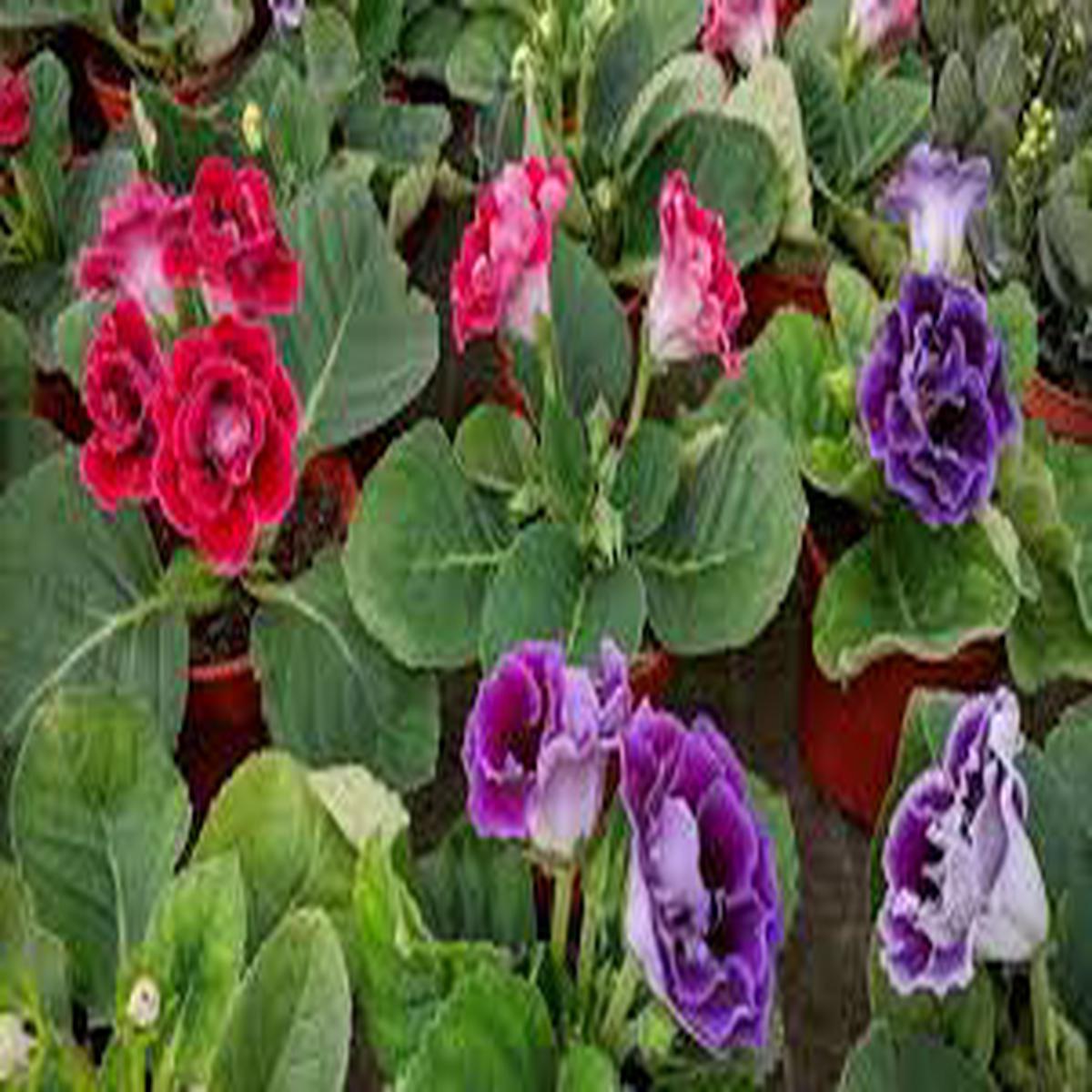 Gloxinia Mixed Flower Seeds for Planting Cut Flower Favorite, Heirloom, Non-GMO, High Germination