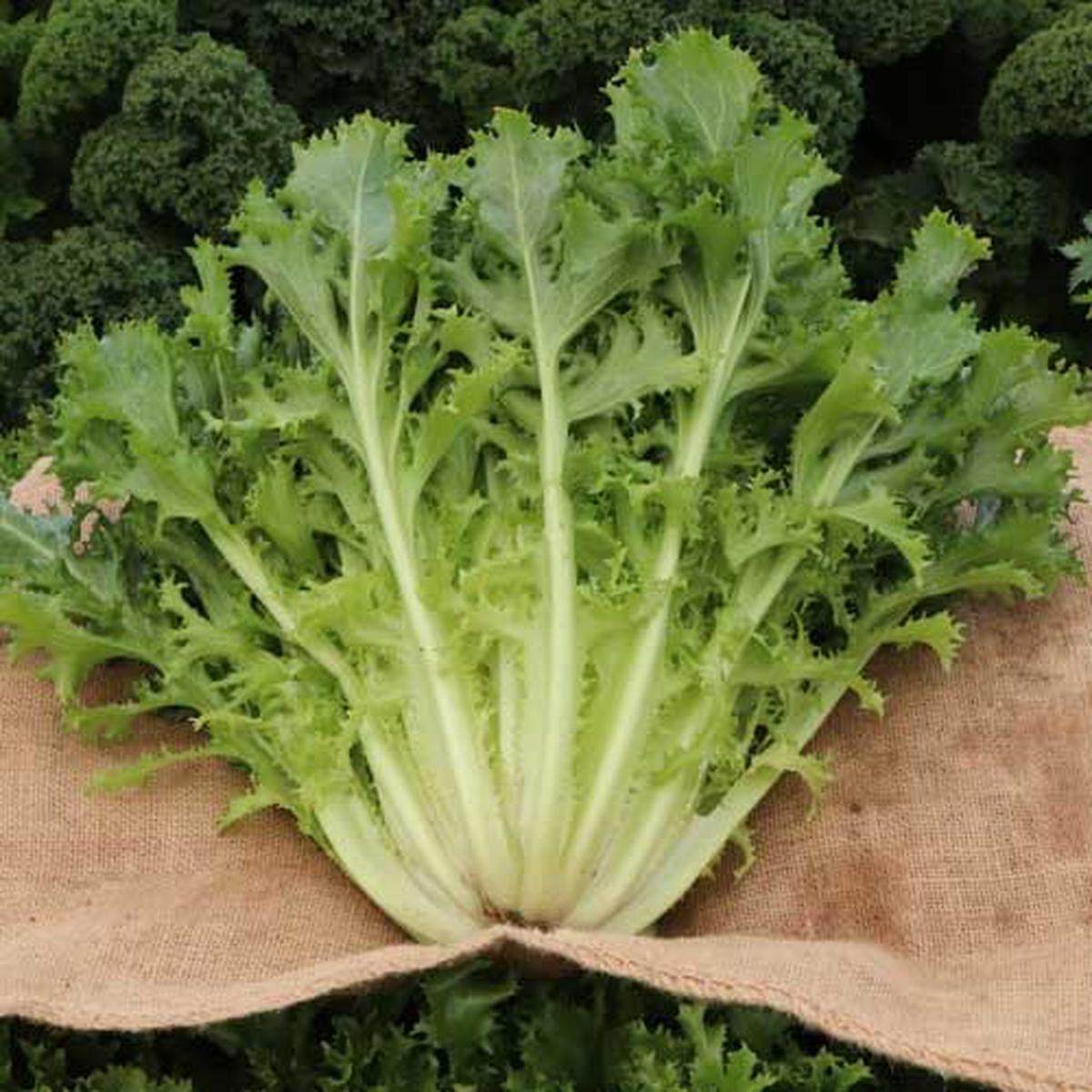 Green Yellow Endive Seeds for Planting Heirloom & Non-GMO Leafy Greens for Fresh Salads