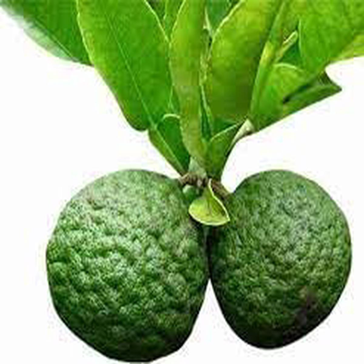 Kaffir Lime Fruit seeds for planting Heirloom & Non-GMO Garden seeds